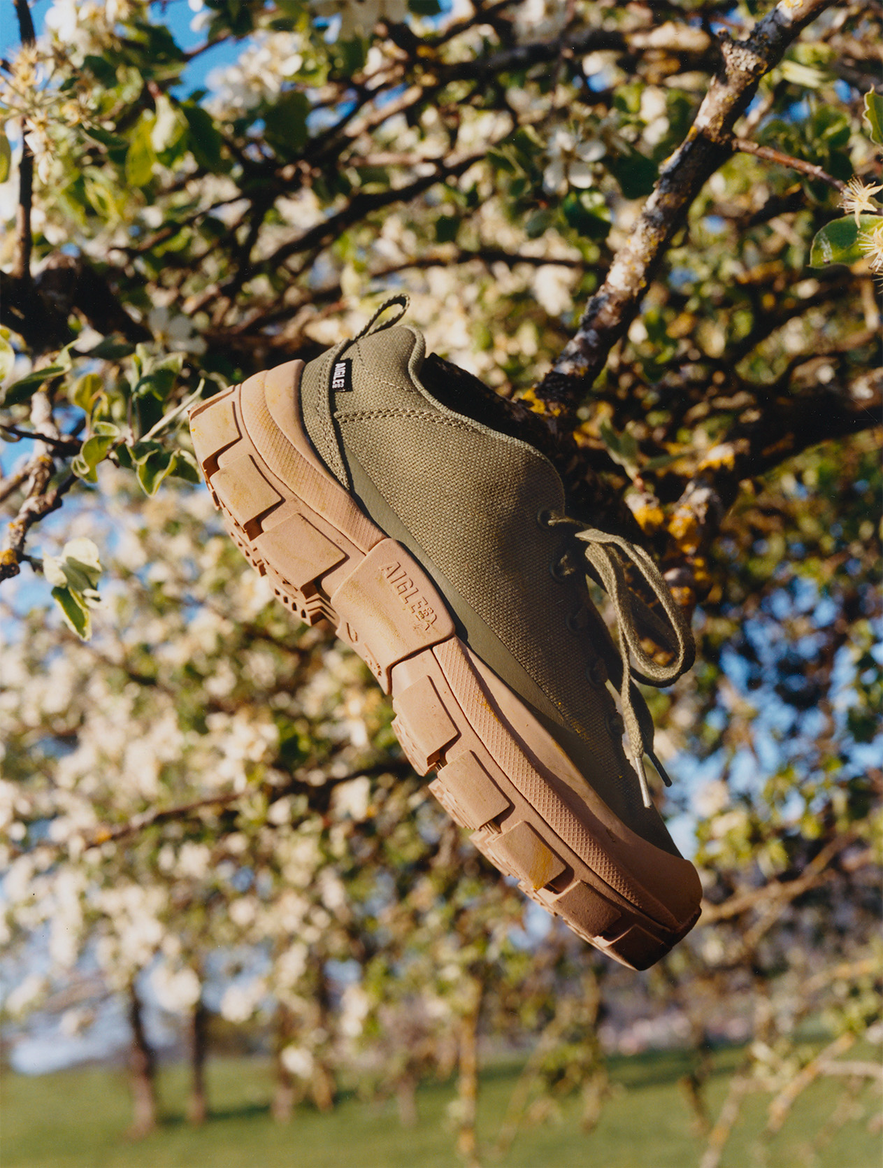 Chaussure de marche Tenere Icon Low 