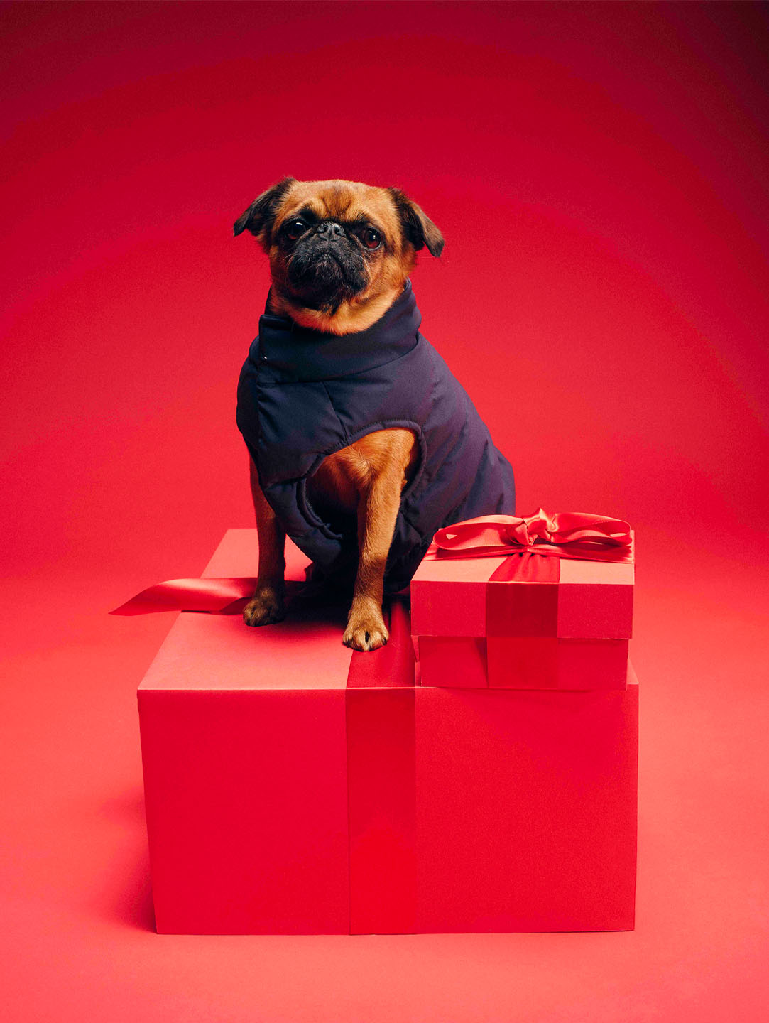 Geschenke f&uuml;r Hunde