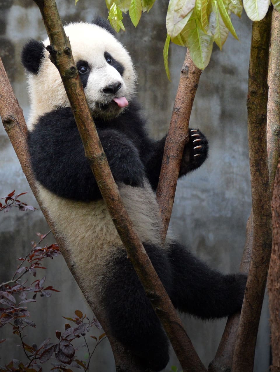 &agrave; pas de panda !