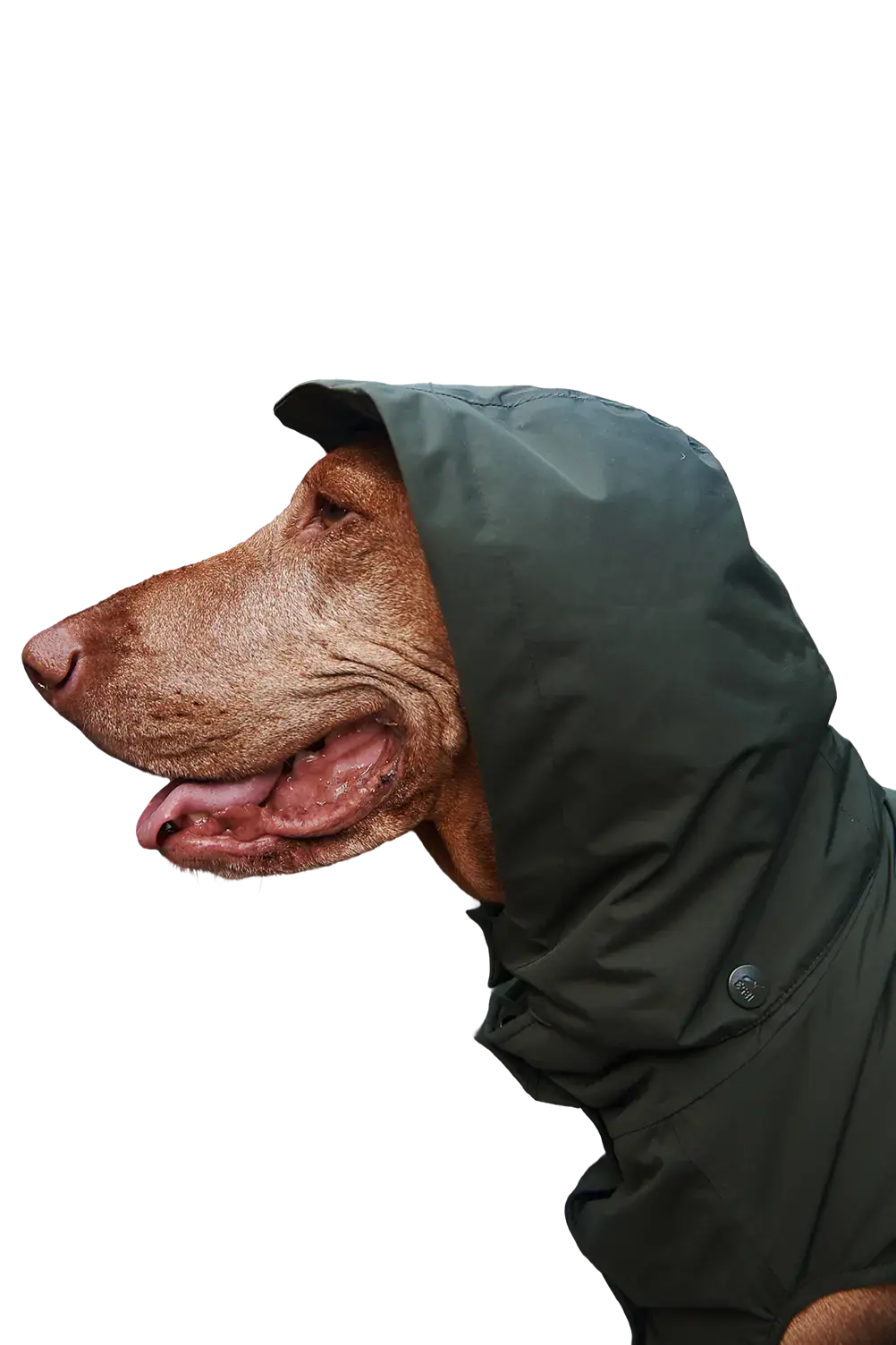 chien aigle