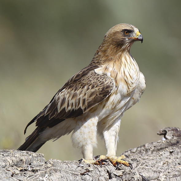 tang i stedet En smule Störung Schweben springen aigle france Antragsteller Wafer Voll