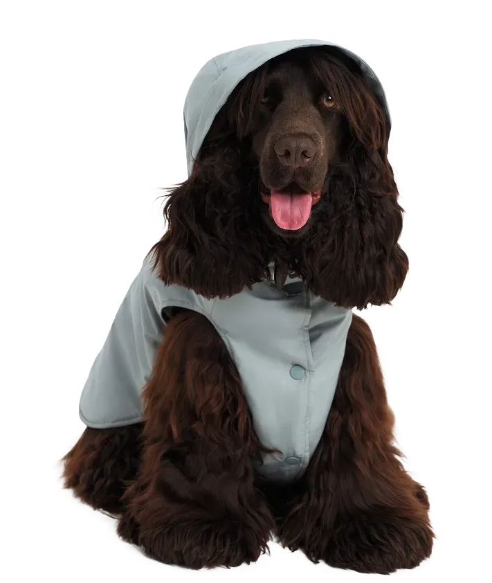 bruno le chien