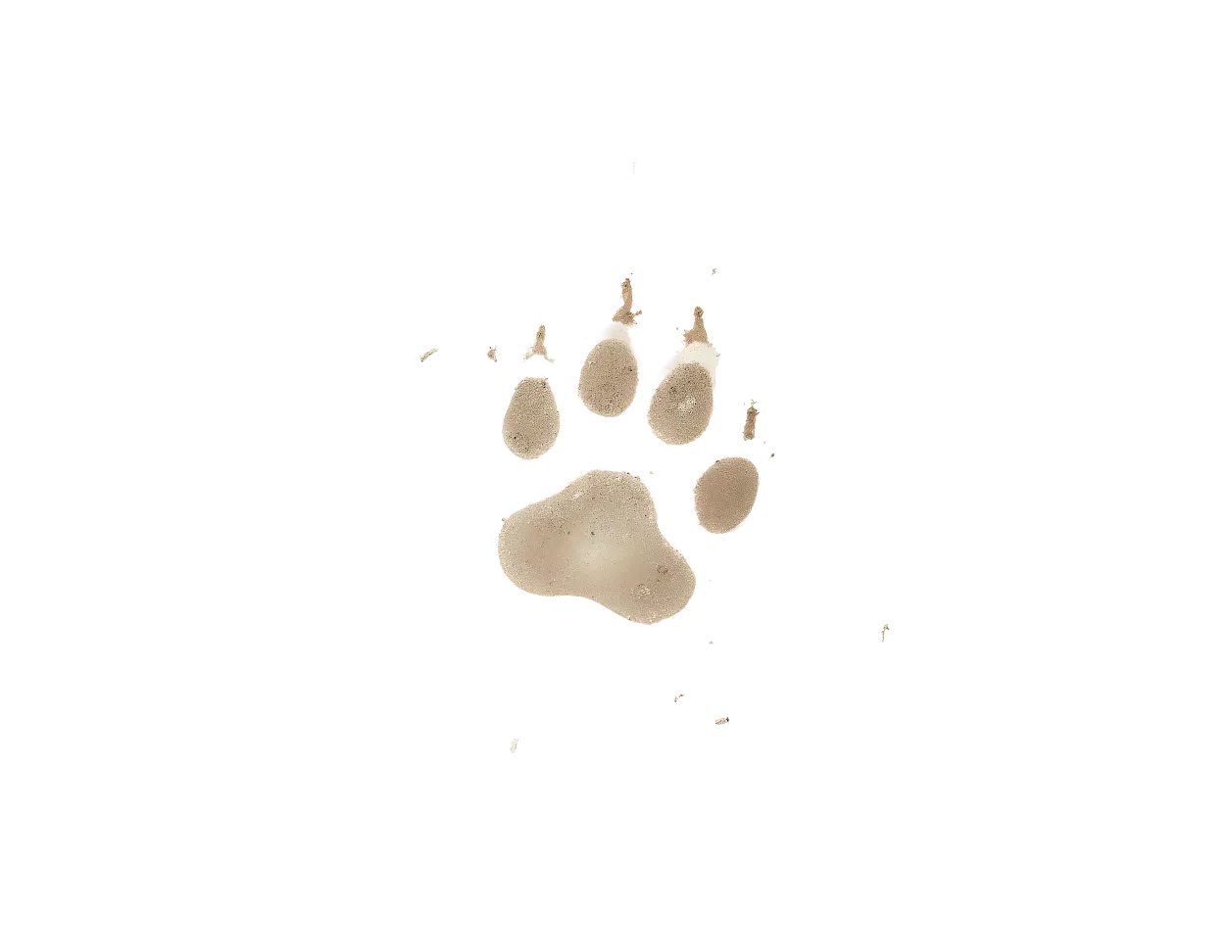 patte de chien