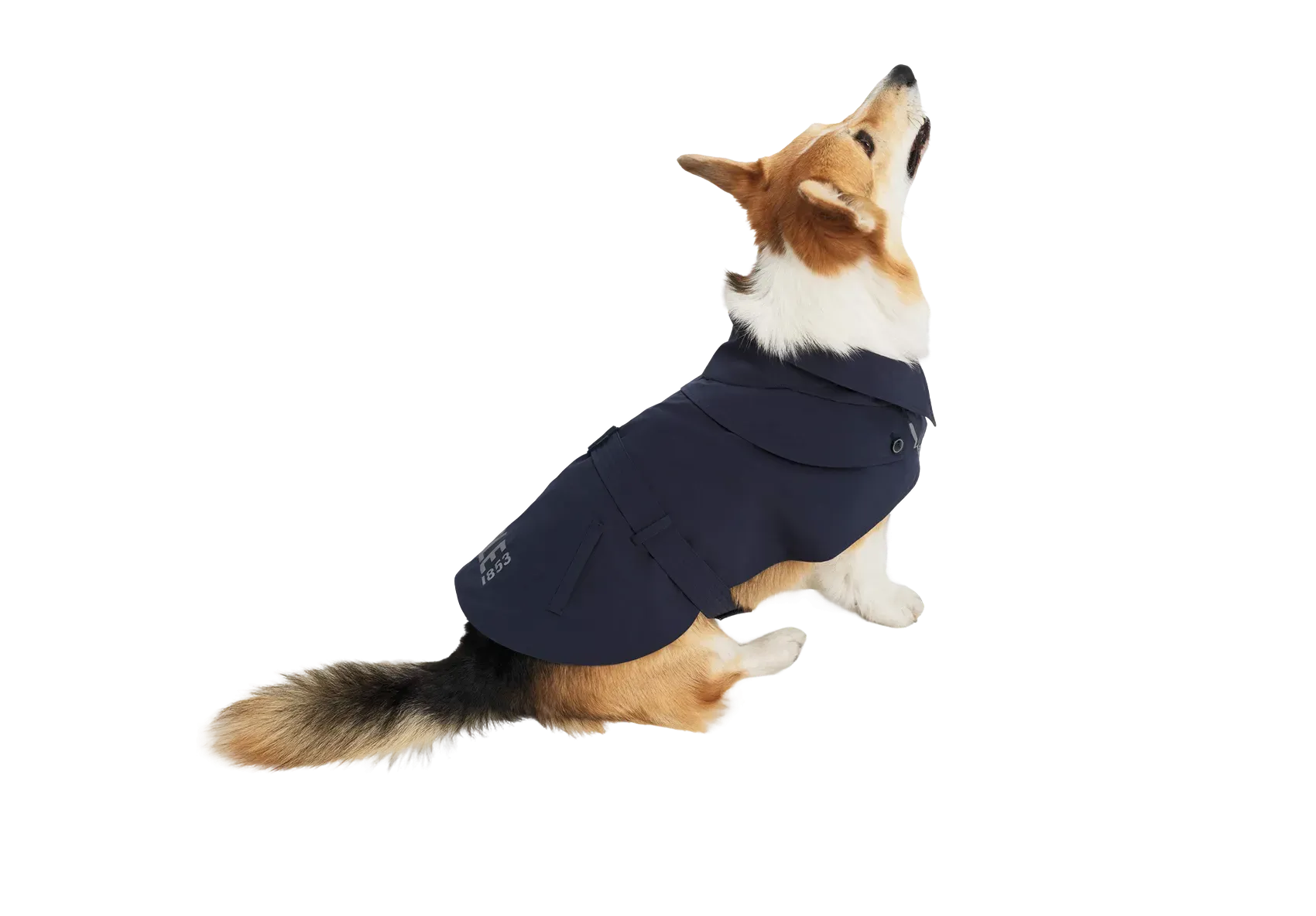 Chien habillé du vêtement trench AIGLE DOG